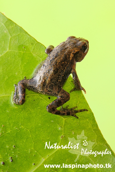 Rospetto da identificare! Bufo bufo juv,